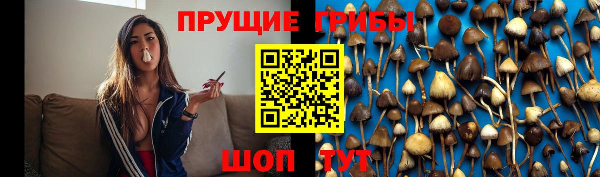 Муром  Галлюциногенные грибы GOLDEN TEACHER  Вход с VPN 